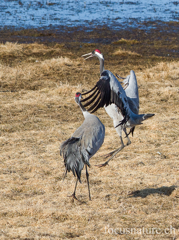 Grue 5442.jpg - Grue cendrée, Grus Grus, Common Crane - Parade au Hornborgasjon (Suède) Avril 2013